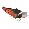 Metal Earth Eastern Comma Butterfly Metal Model Kit